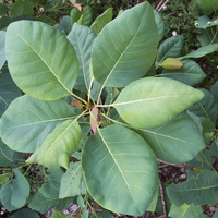 Terminalia ferdinandiana